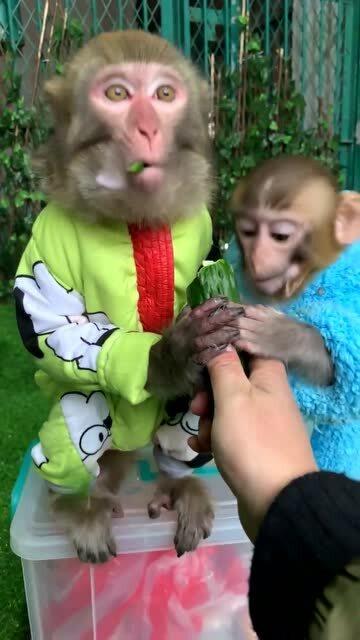 小猴子吃瓜的视频,萌态十足引网友爆笑 小猴子吃瓜的视频,萌态十足引网友爆笑