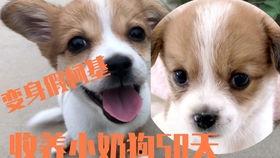小柯基吃哈密瓜好吗视频,萌态可掬引发网友热议 小柯基吃哈密瓜好吗视频,萌态可掬引发网友热议