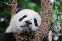 大熊猫吃瓜真实视频,萌态十足引网友热议 大熊猫吃瓜真实视频,萌态十足引网友热议