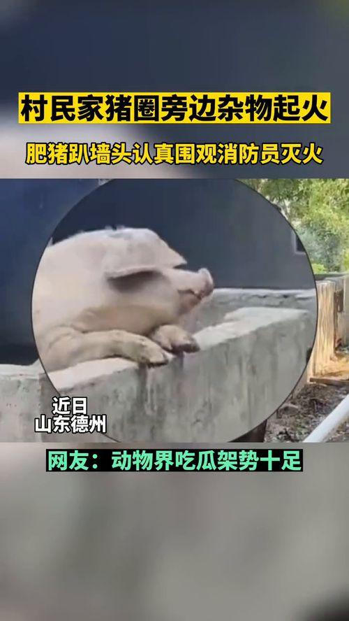 动物吃瓜群众的真实视频,动物界的“美食探险记” 动物吃瓜群众的真实视频,动物界的“美食探险记”