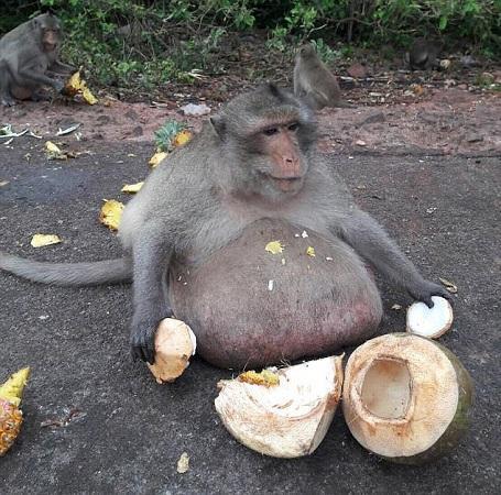 女人吃瓜像猴子视频图片,揭秘女性吃瓜如猴子的趣味瞬间