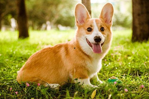 柯基犬吃哈密瓜视频教程,轻松学会喂食技巧 柯基犬吃哈密瓜视频教程,轻松学会喂食技巧