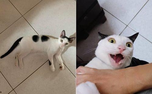 猫圈互喷吃瓜视频大全集,吃瓜视频大全集深度解析