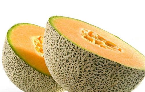 信鸽可以吃哈密瓜吗视频