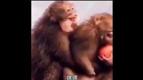猴王吃瓜配音视频,趣味横生的视听盛宴
