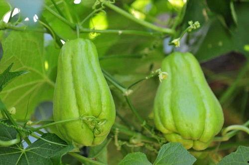 小孩煮佛手瓜可以吃吗视频,小孩也能轻松享用的健康美味