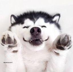 吃瓜群众哈士奇视频大全,萌宠界的“吃瓜群众”欢乐集锦